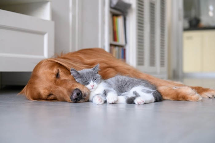 cat-dog-sleeping-on-floor.jpg